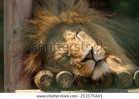 head of a sleeping lion lying on its side
