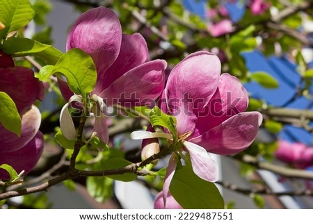 Similar – Image, Stock Photo Pink Magnolia Tree with Blooming Flowers during Springtime
