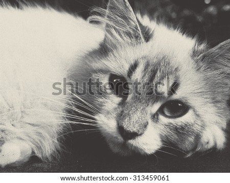 black and white textured picture of a cat closeup