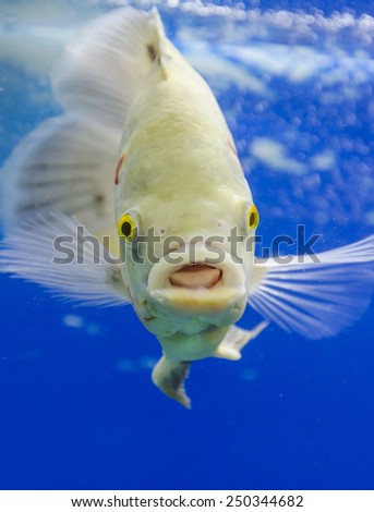 Astronotus Ocellatus. Exotic fish in aquarium. Surprised fish.