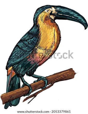 digital painting vector drawing bird isolate illustration