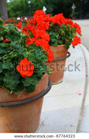 red flowers geranium in a pot