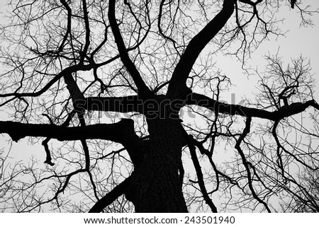 A scary silhouetted tree.