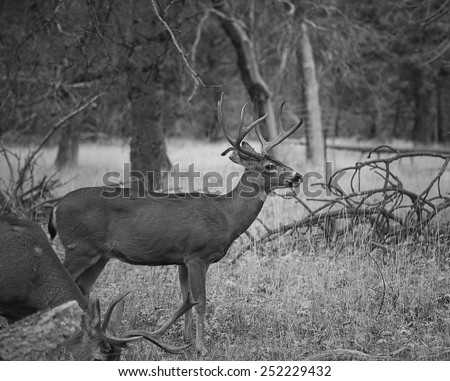 A black and white photograph of a deer buck in the forest of Yosemite National Park.