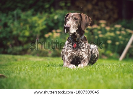 Female German Short Haired Pointer sitting on lawn of countryside garden Photo stock © 