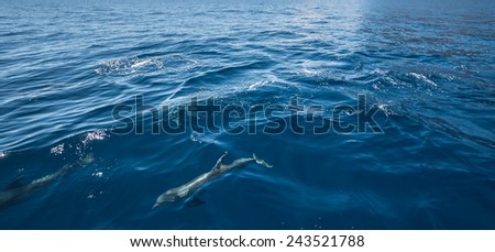 Dolphins swim in the ocean Canary Islands, Tenerife
