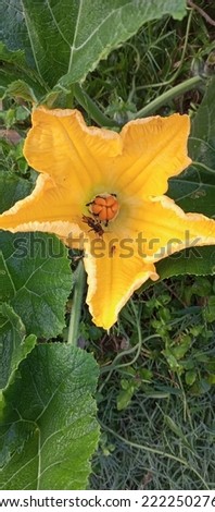 pumpkin flower.The best pumpkin flower in the Indian field in background