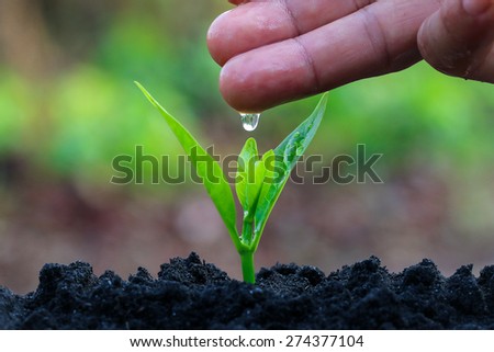 During the tree planting with seedlings and watering. Keep trees healthy When added, would help reduce global warming.