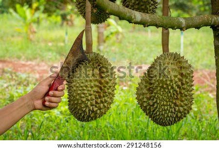 Gardeners durian fruit aroma Was to cut the fruit to eat.