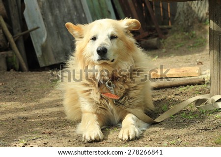 Old yellow dog lying down