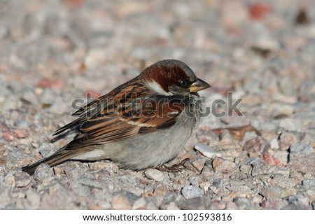 An american tree sparrow resting on a gravel path with its feathers all ruffled