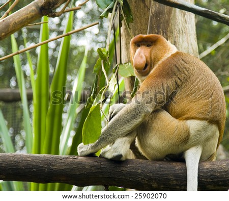 A proboscis monkey calls out to attract attention to his nose