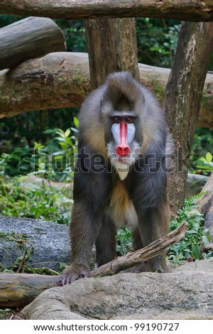 An adult Mandrill stands on all four limbs staring straight ahead.