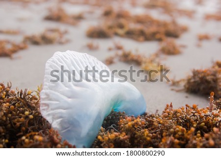 A Portuguese Man o' War, a species of siphonophore, is stranded on the shoreline of Padre Island, Texas. Foto stock © 