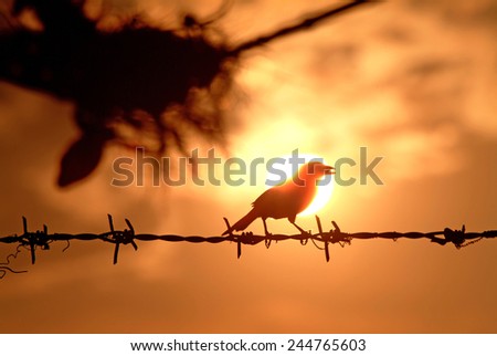 silhouette bird in sunset sky