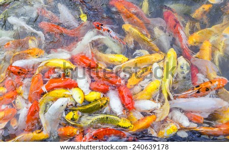 so many fish,colorful fish,japan fish
