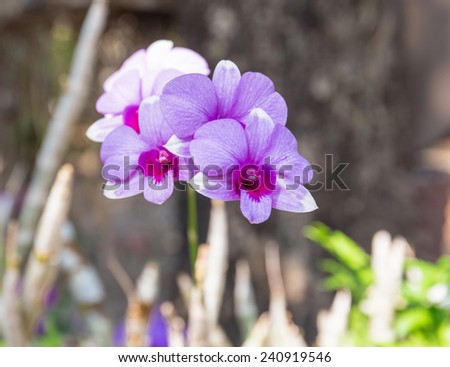 orchids ,light purple orchid