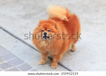 little dog in angry mood ,pom dog angry