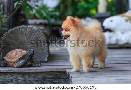 little pom dog watching and relaxing on the wood floor