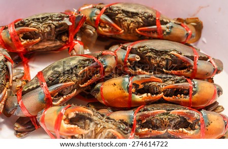 giant mud crabs and serrated crabs are tied in nature  background