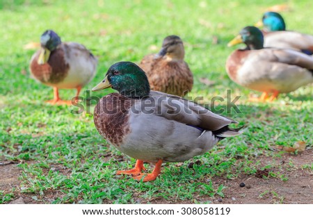 group of Male Wood Duck, Carolina Duck, Bird, Duck on green grasses