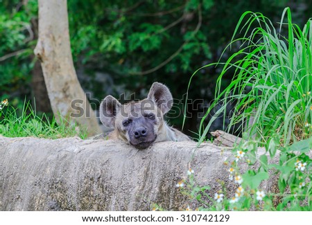 hyena sleeping on the log in nature background