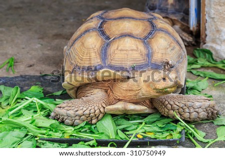 old turtle and green vegetables