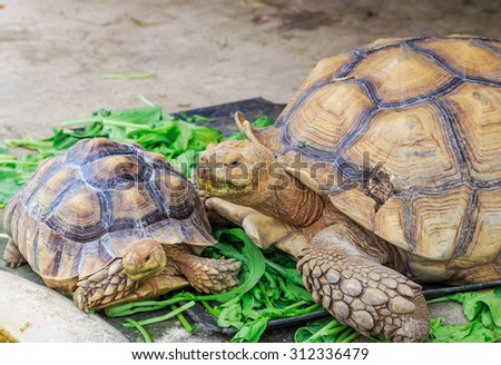 old turtles enjoy eating green vegetable