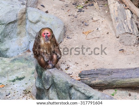 red face monkey sitting in nature wood