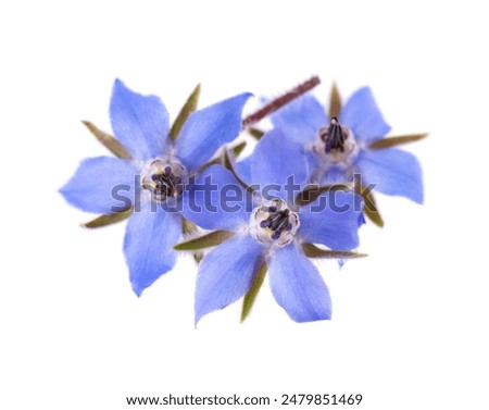 Similar – Image, Stock Photo A blue borage (Borago officinalis) involler flower. Next to it others, whose flower is still closed