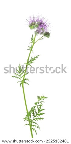 Similar – Image, Stock Photo blue Blossom purple Nectar