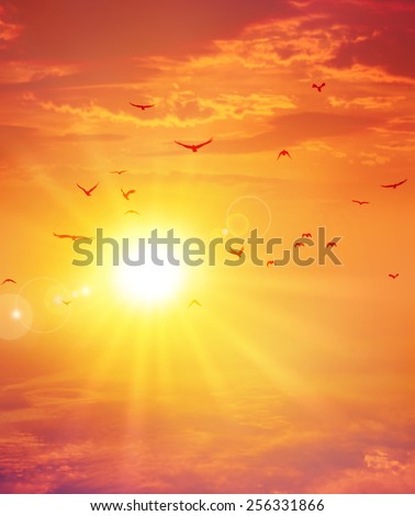 Summer sunset. Birds flight ahead the setting sun in a cloudy sky background