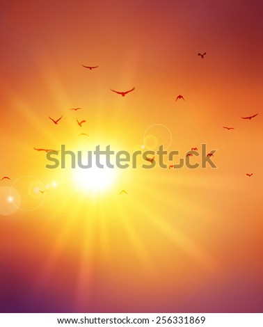 Summer sunset. Birds flight ahead the setting sun