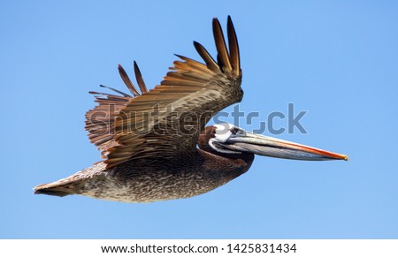 Similar – Image, Stock Photo Pelican flies as a silhouette before the evening sky