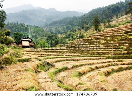 cutting field of rice - harvest in Nepal