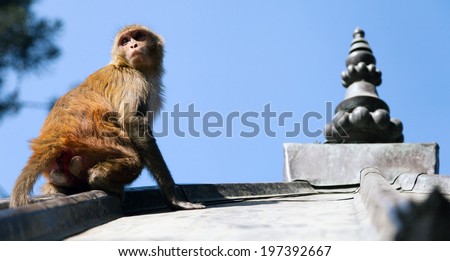 Monkey, Rhesus macaque (Macaca mulatta) at Swayambhunath monkey temple. Kathmandu, Nepal