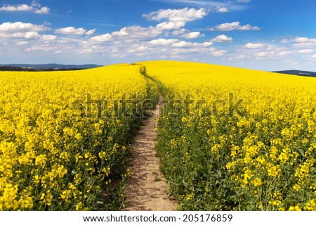 Field of rapeseed (brassica napus) - plant for green energy and green industry