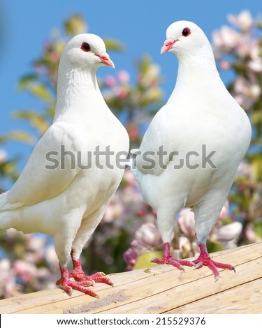 Two white pigeon on flowering background - imperial pigeon - ducula