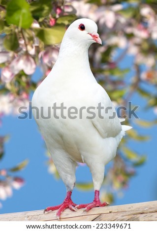 one white pigeon on flowering background - imperial pigeon - ducula