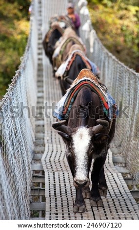 Yaks and people on hanging suspension bridge on the way to Mount Everest base camp near Namche Bazar - Nepal