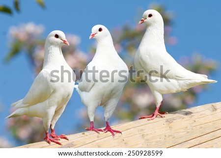 Three white pigeon on flowering background - imperial pigeon - ducula