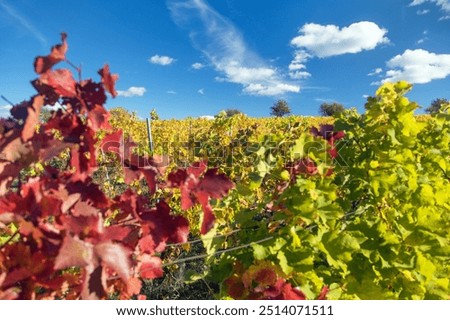 Similar – Image, Stock Photo Vineyard.  One vine stick after the other . With a wide walkway . Right and left are the green vines.