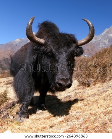 Black yaks on the way to Everest base camp - Nepal