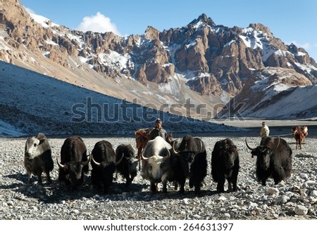 LADAKH, INDIA, 25th SEPTEMBER 2013 - group of yaks (Bos grunniens or Bos mutus) and horses with men in the great himalayan mountains, Rupshu valley Ladakh, India