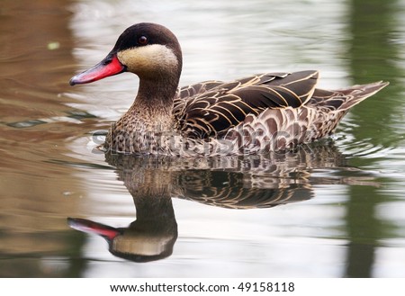 Red-billed Teal - dabbling duck - Anas erythrorhyncha