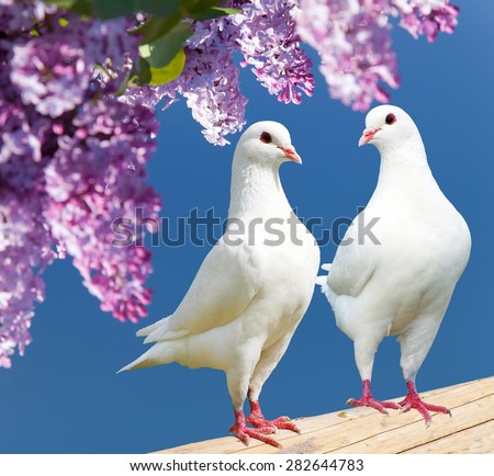 Beautiful view of two white pigeons on perch with flowering lilac tree background, imperial pigeon, ducula