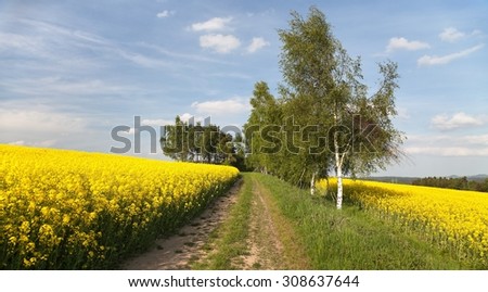 Field of rapeseed (brassica napus) with rural road - plant for green energy and green industry