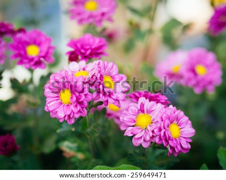Soft focus photo of mums flowers