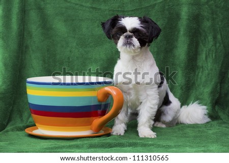black and white dog sitting next to a huge coffee cup against a green background.