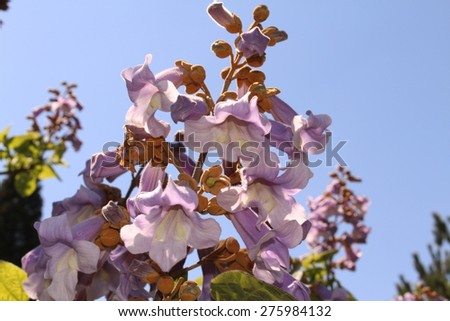 Empress Tree flowers (or Princess Tree, Foxglove Tree) in Innsbruck, Austria. Its scientific name is Paulownia Tomentosa, an extremely fast-growing tree which is native to central and western China.